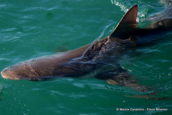 Bronze Whaler shark, South Africa